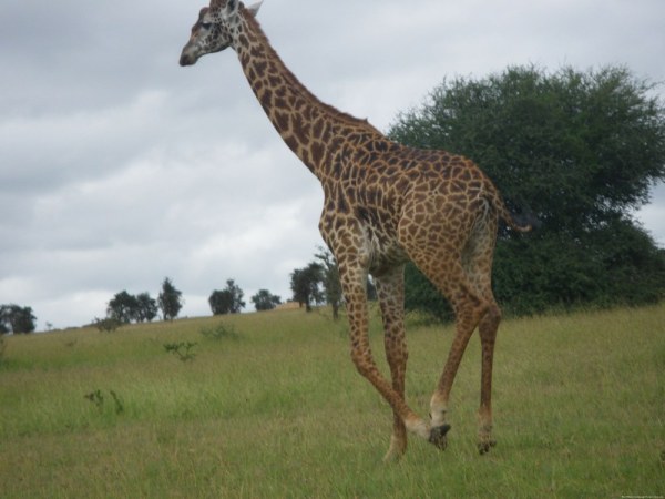 Giraffes going to church