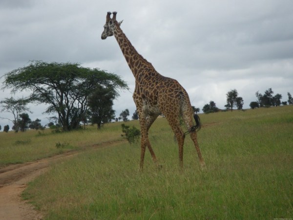 Giraffes going to church