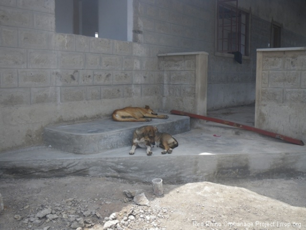 While the laziest dogs in the world relax on the just finished steps between the servery and the dining area.