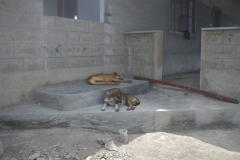 While the laziest dogs in the world relax on the just finished steps between the servery and the dining area.