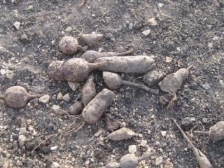 We dug up these uber tubers from very deep in the hard ground. Nobody really knew what they were, but the general feeling was that they were probably poisonous. Don\'t worry Ed, I didn\'t try any of them.