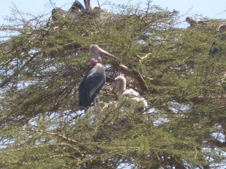 Maribou storks and their ugly children.