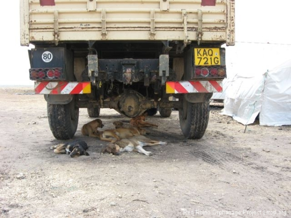 Our crack team of sled dogs, in training foor the next Ididerod race.