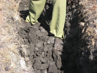 You can see here, in addition to a tough pair of feet, that the soil doesn\'t act like dirt. It breaks up into very hard clods, more rock-like than anything.