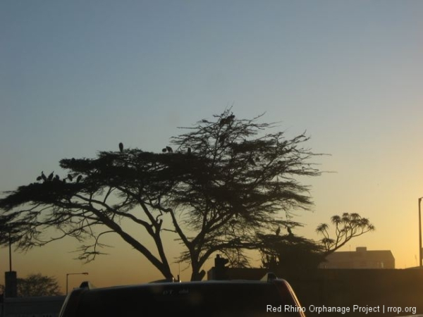 Another day, another sunrise with the storks. After a couple of years of mild disdain and indifference toward their homely selves, I have recently acquired a distinct fondness for them and consider them to be fine early morning company.