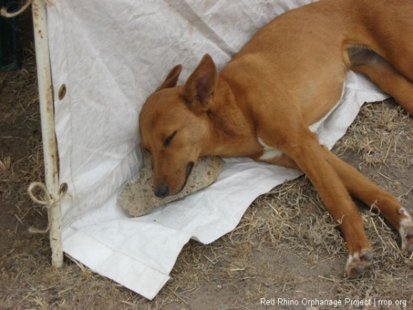 Puppy between a rock and a sleepy place.