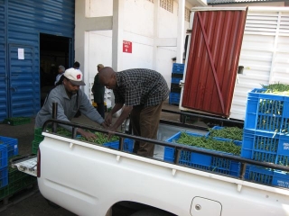 Joseph and Tony helped with a vegetable delivery to Machakos.