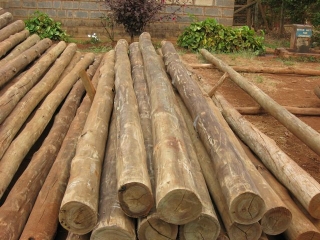 Joel and I left in his truck at 4:30 am to go to Kakuzi, a tree place out past Thika to get these. 14ea  5-6\" 14\" long poles. They are beautiful and stronger than you can imagine. They will hold up the roof on the outdoor sections of the kitchen/dining area we are building.