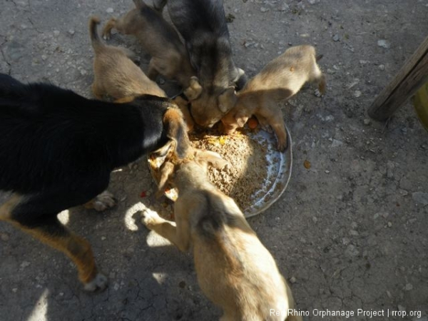 The dogs, old and new, are still fighting over the food.