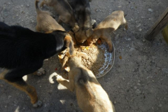 The dogs, old and new, are still fighting over the food.