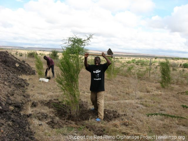 Gilbert and Peter transplanting some bottle brush trees out of harm\'s way. Peter, who is alternately known as \"Ha-neld\" for Arnold Schwarzenegger, is mighty proud of his Governator t-shirt, a present from Monte.