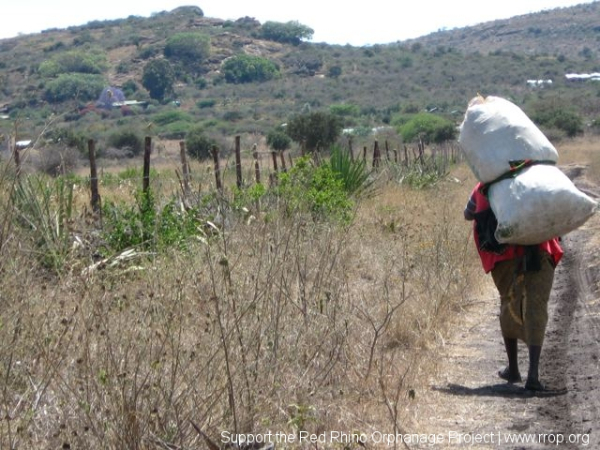 A few meters from the property we met this woman headed the other way with a load of sukuma wiki to sell.