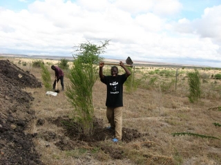 Gilbert and Peter transplanting some bottle brush trees out of harm\'s way. Peter, who is alternately known as \"Ha-neld\" for Arnold Schwarzenegger, is mighty proud of his Governator t-shirt, a present from Monte.