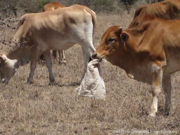 And one of our neighbor\'s cows was half way through this woven plastic bag by the time I got there.