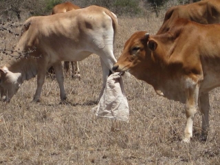 And one of our neighbor\'s cows was half way through this woven plastic bag by the time I got there.