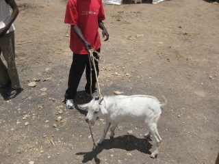 We had finished the phase of the work that required lots of guys, and it was one of the string of Kenyan holidays in October, so it seemed like the right time for a feast. Gilbert bought a goat, one of the few fat ones left in this very dry time.