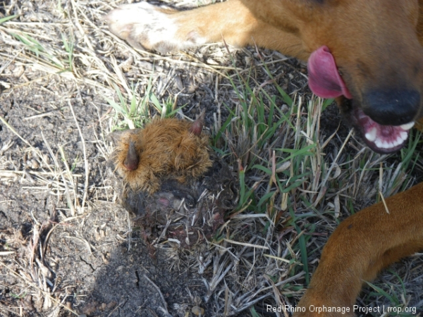 Puppy, a new mother, had this dietary supplement this morning. You can tell by the two small horns that it is the head of a dik dik, which the dogs must have tracked down in the night.