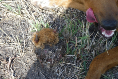 Puppy, a new mother, had this dietary supplement this morning. You can tell by the two small horns that it is the head of a dik dik, which the dogs must have tracked down in the night.