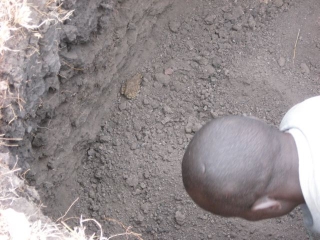 This toad found his way to the bottom of the hole somehow, and I had to take him out because Kenyans won\'t touch them.