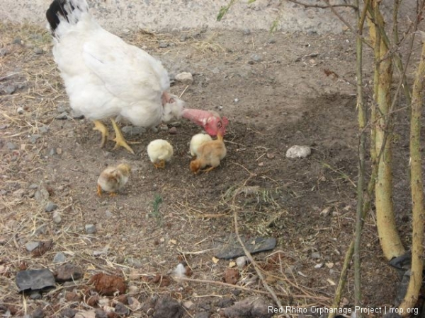 This, our rather homely hen, had four new chicks a few days ago. Let\'s hope they  take after their father.