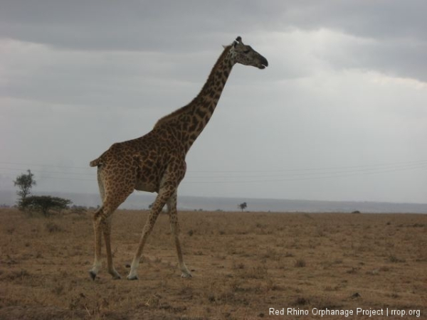 I left for Joel\'s to borrow the sight level and found \"stretch\" eating some acacia tree leaves just at the side of the road.