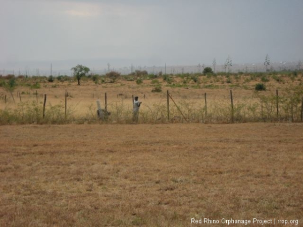 Moses and Benson were putting up the chain link fencing. We have added it to all the five acres to improve security.