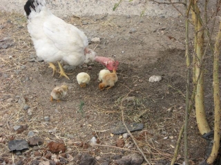 This, our rather homely hen, had four new chicks a few days ago. Let\'s hope they  take after their father.