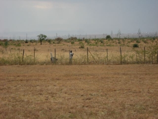 Moses and Benson were putting up the chain link fencing. We have added it to all the five acres to improve security.