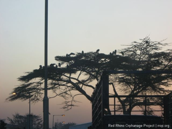 Storks in stark relief.