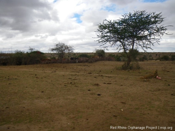 On the way to the property. A temporary Maasai boma. The herdsmen have come far looking for grass for their cattle. There is little here, as you can see.