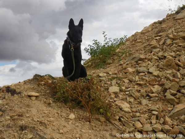 Meanwhile, the brindled black dog watches over the volunteer tomato plant on our mountain of murram.