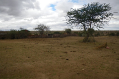On the way to the property. A temporary Maasai boma. The herdsmen have come far looking for grass for their cattle. There is little here, as you can see.