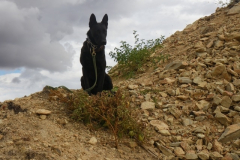 Meanwhile, the brindled black dog watches over the volunteer tomato plant on our mountain of murram.