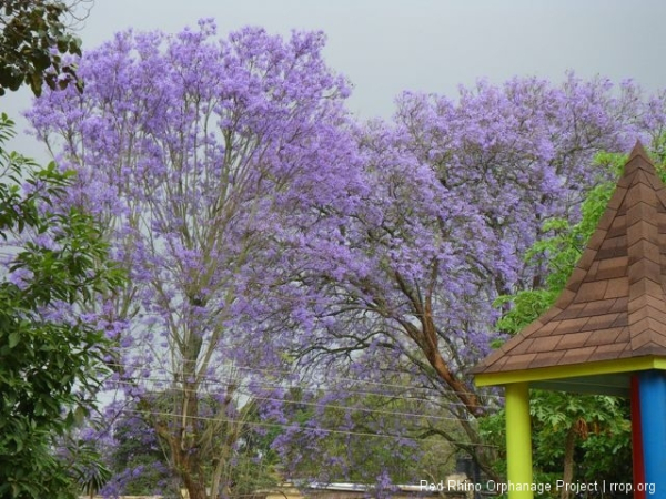 The blooming jacaranda trees. Every October.