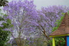 The blooming jacaranda trees. Every October.