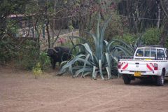 I woke one morning in Naivasha to take Sabobo out for a short call, and said a quick howdy to this neighbor,