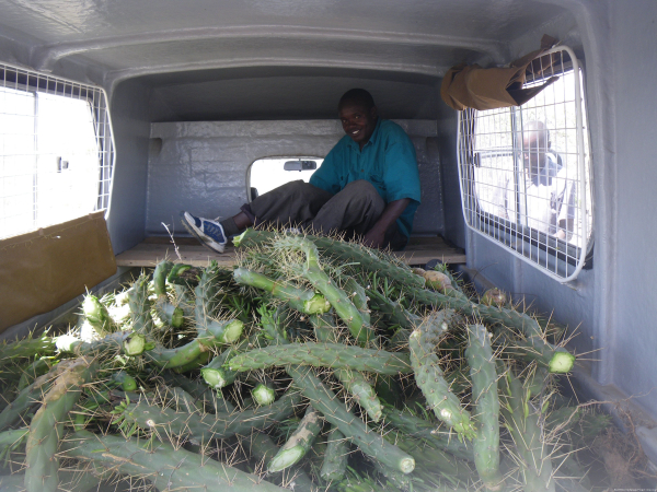 Benson has prickled himself into a corner. He and Samuel and Gilbert harvested these cactus shoots and we have planted them around the five acre perimeter. They grow like hydras and pack a hammer wallop in their three inch thorns.