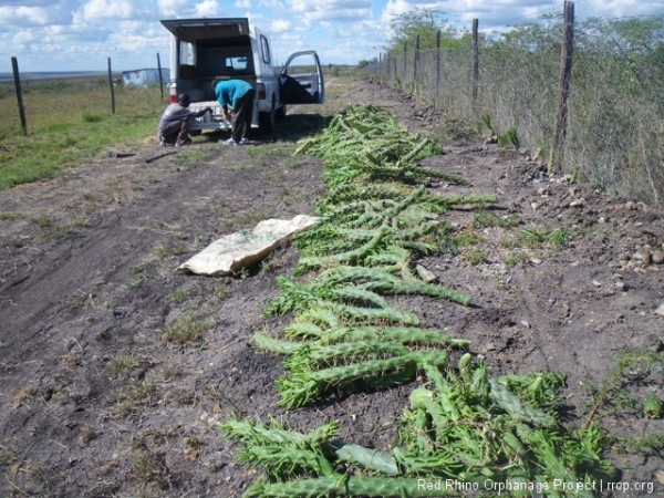 We plant them a couple of feet apart in shallow machete-made holes with a little manure in each one. We got two more loads after this one.