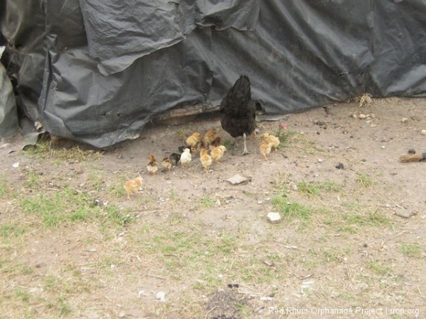 This is the other set of chicks. The ones whose mother didn\'t get killed by a snake bite in Gilbert\'s house the other night.