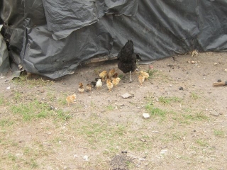   This is the other set of chicks. The ones whose mother didn\'t get killed by a snake bite in Gilbert\'s house the other night.        