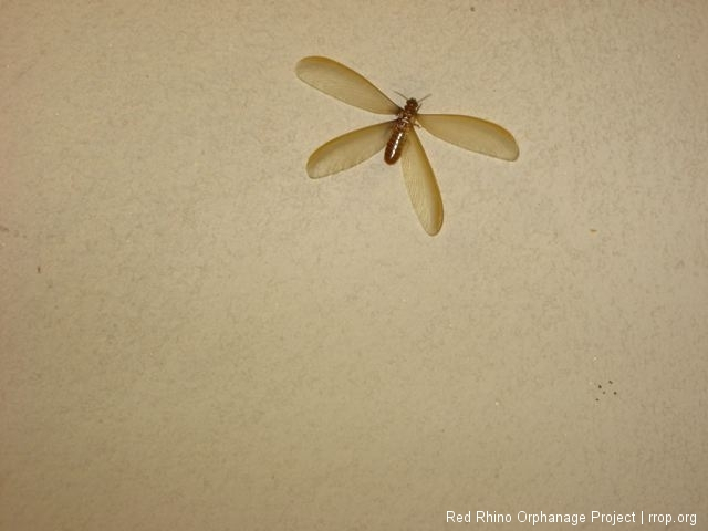 termite on wall