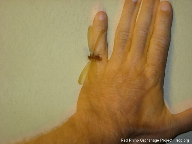 termite on hand