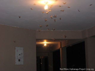 termites flying