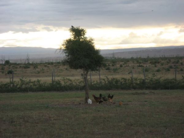 And so the chickens could gather in their favorite spot at day\'s end and have some news to go over.